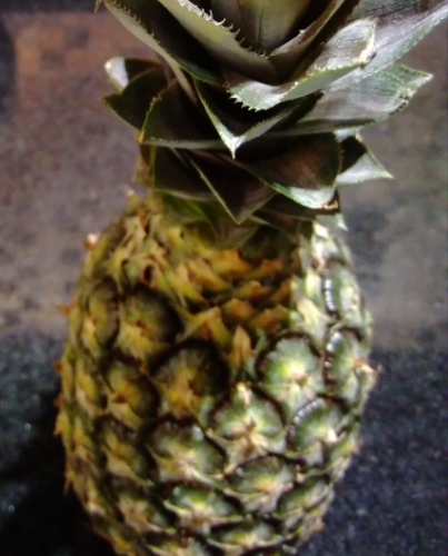 ABACAXI ORGÂNICO