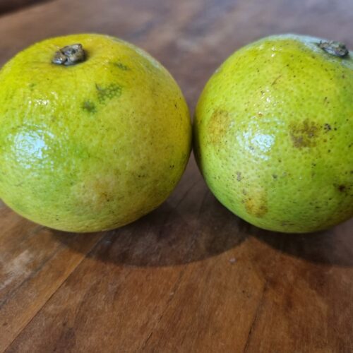 LARANJA LIMA ORGÂNICA