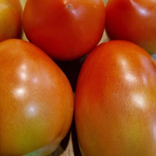 TOMATE ITALIANO ORGÂNICO