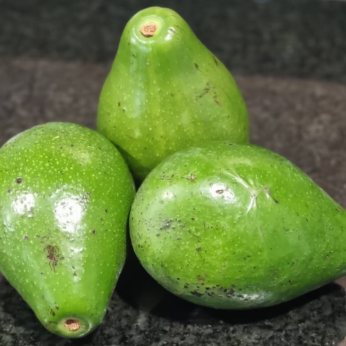 ABACATE ORGÂNICO