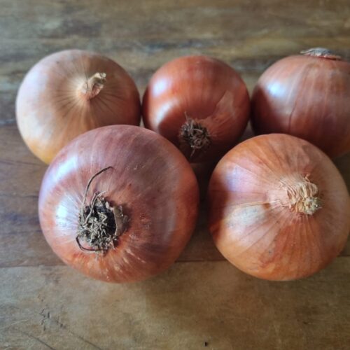 CEBOLA ORGÂNICA