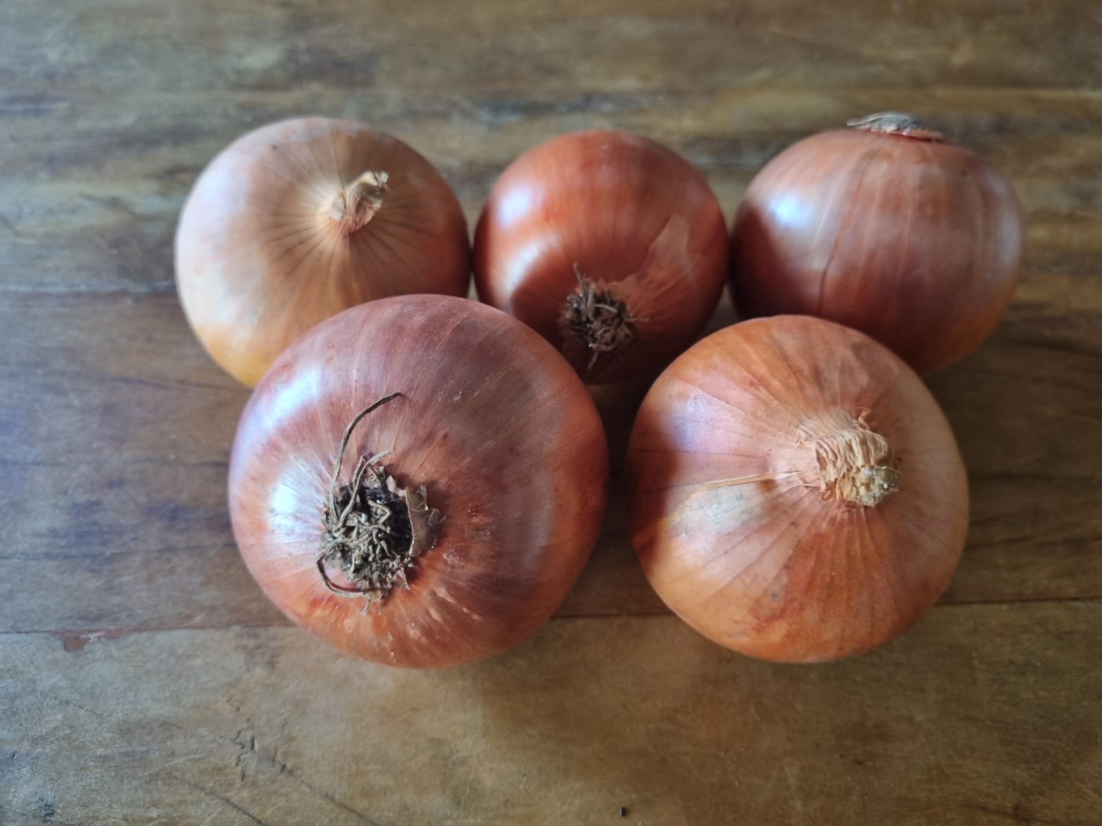 CEBOLA ORGÂNICA