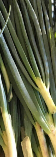 CEBOLINHA ORGÂNICA