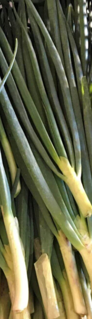 CEBOLINHA ORGÂNICA