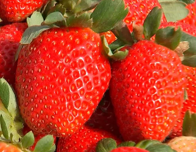 MORANGO ORGÂNICO
