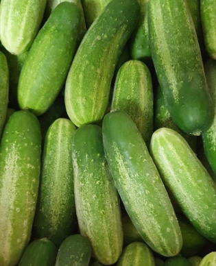 PEPINO CAIPIRA ORGÂNICO