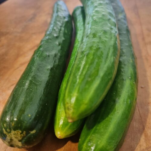PEPINO JAPONÊS ORGÂNICO