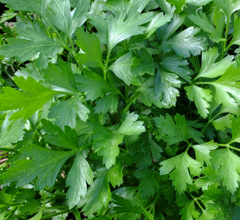 SALSA ORGÂNICA (salsinha)