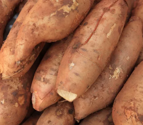BATATA YACON ORGÂNICA