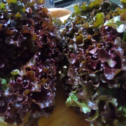 ALFACE CRESPA ROXA ORGÂNICA