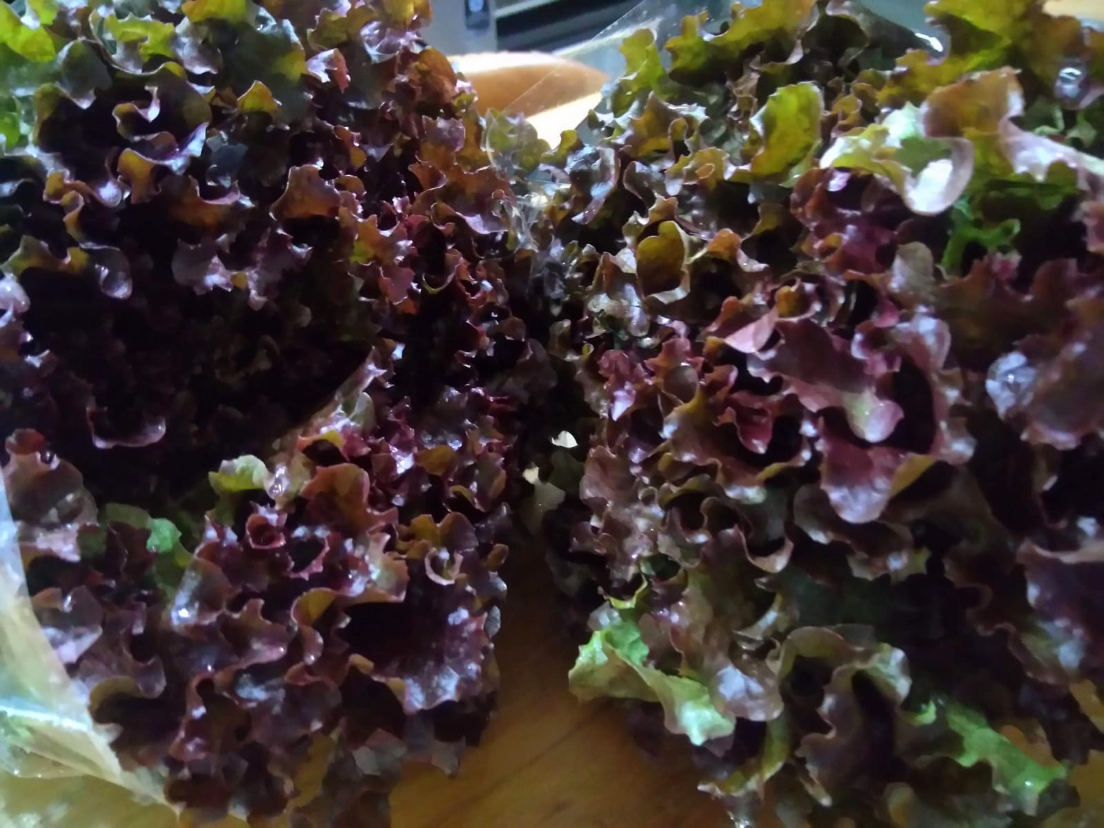 ALFACE CRESPA ROXA ORGÂNICA