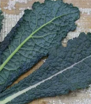 COUVE CAVOLO NERO ORGÂNICA - SOB ENCOMENDA