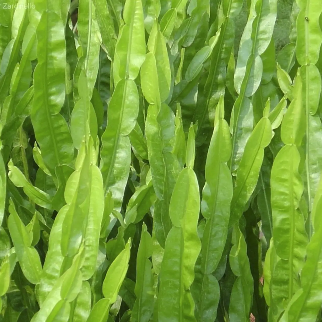 CARQUEJA ORGÂNICA MAÇO