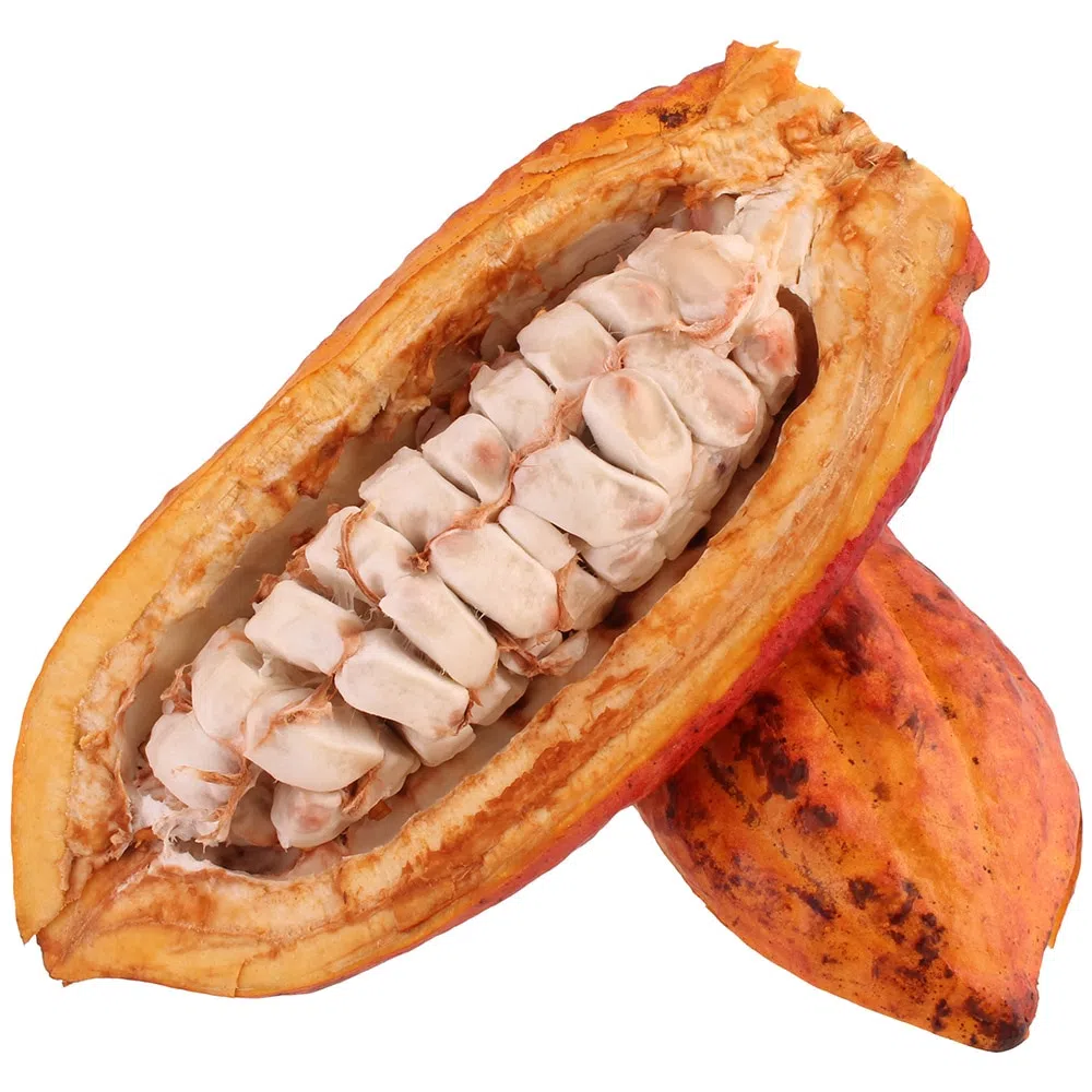 CACAU ORGÂNICO